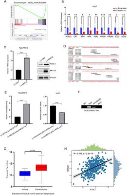 Transcription factor MEF2D regulates aberrant expression of ACSL3 and enhances sorafenib resistance by inhibiting ferroptosis in HCC